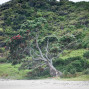 New Zealand wedding at Tawanui beach by French photographer Anais Chaine www.anaischaine.com