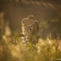 elopement_photographer_in_Siena_58