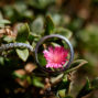 Planning your wedding at Sierra Lago, Mascotas - rings arrangement