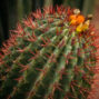 a cactus typical of morocco