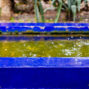 raining in jardin majorelle