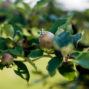 grapes in vineyard of an ancient hacienda